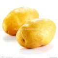 200g and up Fresh Potato